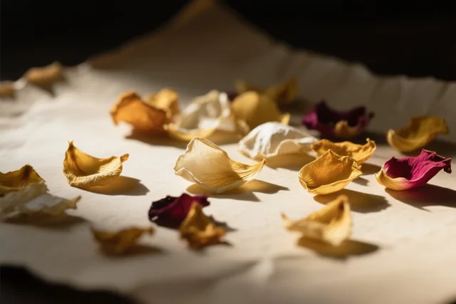 Gele, witte en magenta gedroogde rozenblaadjes liggen verspreid over gebroken wit handgeschept papier in warm gericht licht met zachte schaduwen.