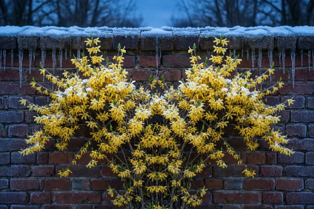 Een winter vol gele bloemetjes