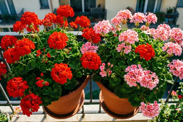Samen op het bloemenbalkon