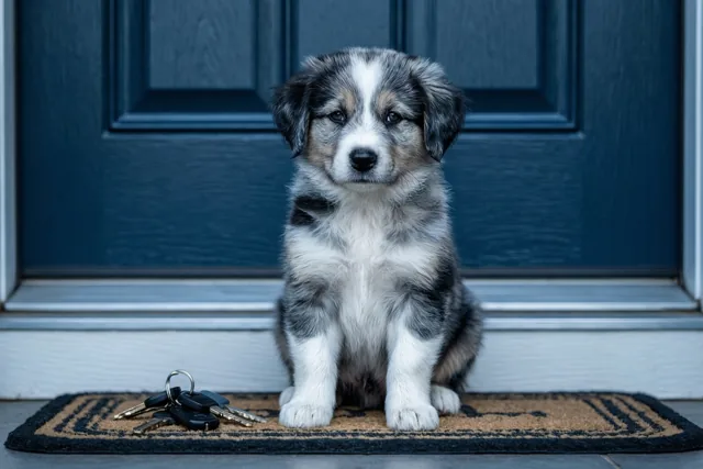 Een kleine pluizige puppy met een gevlekte vacht zit aandachtig op een deurmat voor een donkerblauwe voordeur, met sleutels naast zich.