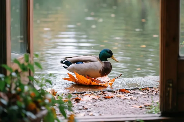 Door een raam met een houten kader is een mannelijke wilde eend te zien die uitglijdt op een nat feloranje blad aan een vijver met groenig water en afgevallen bladeren.
