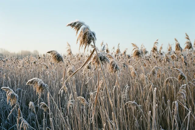 Goudbruin riet met witte rijp staat onder een heldere, lichtblauwe winterhemel.