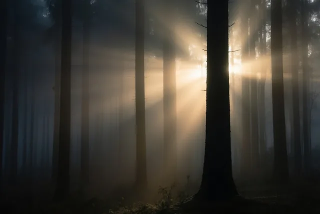 Stilte tussen de bomen