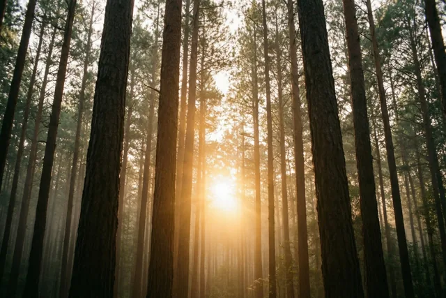 De opkomende zon is zichtbaar tussen hoge dennenstammen in een mistig bos met goudgele, donkerbruine en groene tinten.