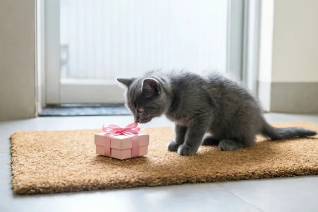 Een klein grijs katje snuffelt aan een roze cadeaudoosje met een roze strik op een bruine deurmat bij een deuropening.
