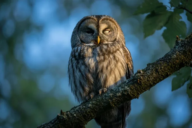 Eén oog is genoeg vandaag