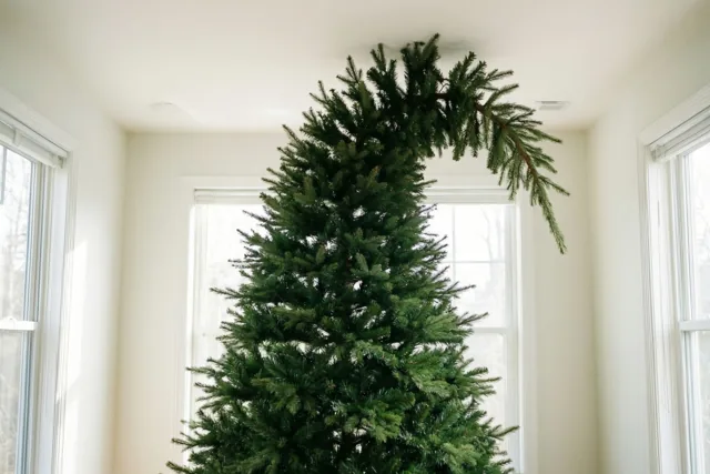 Een hoge groene kerstboom staat in een lichte kamer met witte muren en ramen, met zijn top zijwaarts gebogen tegen het plafond.
