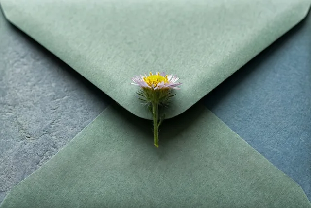 Een madeliefje met een geel hartje en bleke bloemblaadjes zit onder de flap van een gedempt groene envelop op een grijsblauwe ondergrond met structuur.