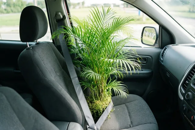 Een weelderige groene potplant staat met een veiligheidsgordel vast op de passagiersstoel van een auto met donkergrijs interieur, in natuurlijk licht.