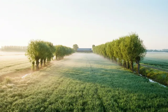 Bij zonsopgang hangt lage nevel tussen rijen knotwilgen in een vlakke polder met frisgroen gras, groene bomen en een hoeve aan de horizon onder een bleke, wazige lucht.