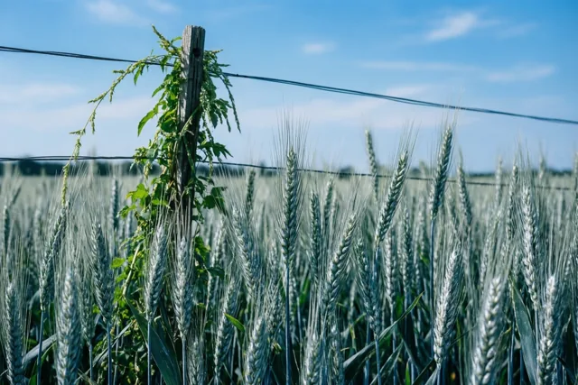 Hoge groene tarwestengels met jonge aren staan bij een houten weidepaal met klimplanten, onder een blauwe hemel met lichte wolken.