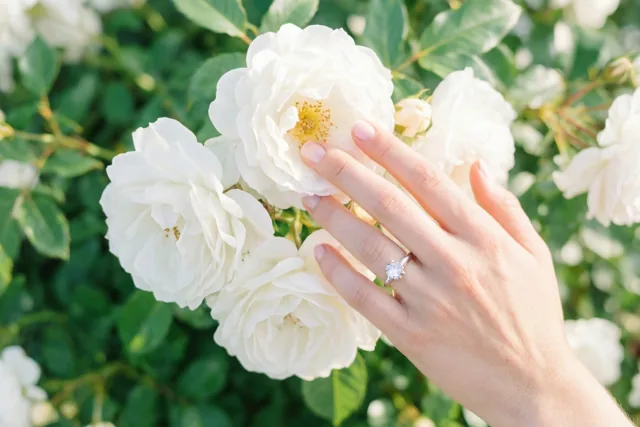 Een hand met een diamanten verlovingsring raakt de blaadjes van een witte tuinroos aan tegen een onscherpe achtergrond van groen blad en andere witte rozen.