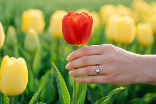 Een hand met een diamanten verlovingsring houdt een rode tulp vast voor een onscherp veld gele tulpen en groen blad in warm zonlicht.