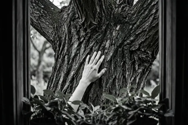 Een zwart-witbeeld toont door een raamkozijn een hand op de ruwe schors van een dikke, oude boom, met bladeren op de voorgrond.