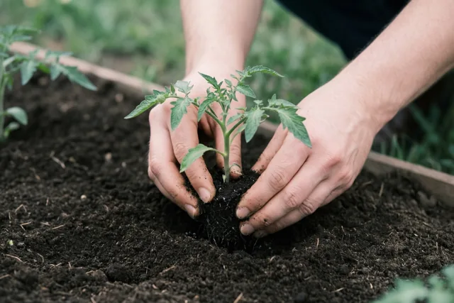 Twee handen zetten een klein tomatenplantje in donkere tuinaarde in een tuinbed, met een zacht weergegeven natuurlijke achtergrond.