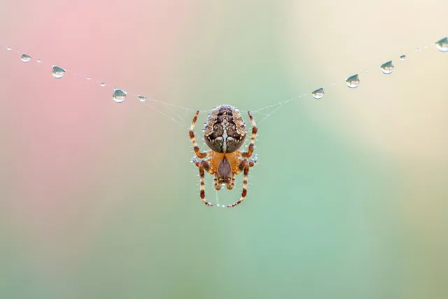 Een spin hangt ondersteboven in het midden van haar web met dauwdruppels aan de draden, tegen een zachte roze, groene en beige achtergrond.
