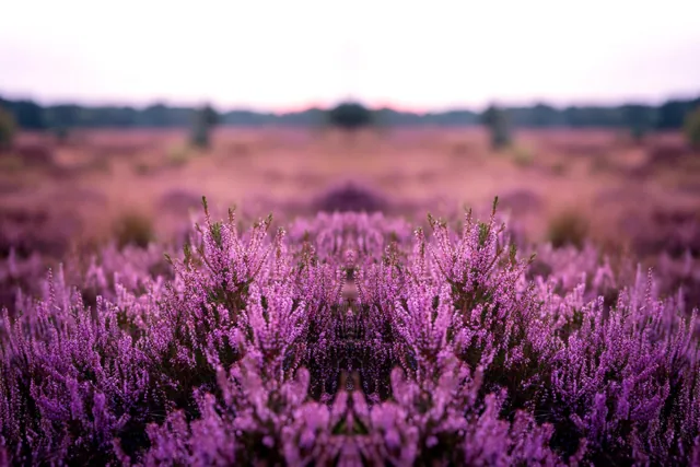 Zachtheid tussen de heidebloemen