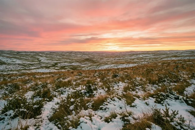 Glooiende heuvels met hier en daar sneeuw liggen onder een roze en oranje avondhemel, met besneeuwde grassen en struiken op de voorgrond.