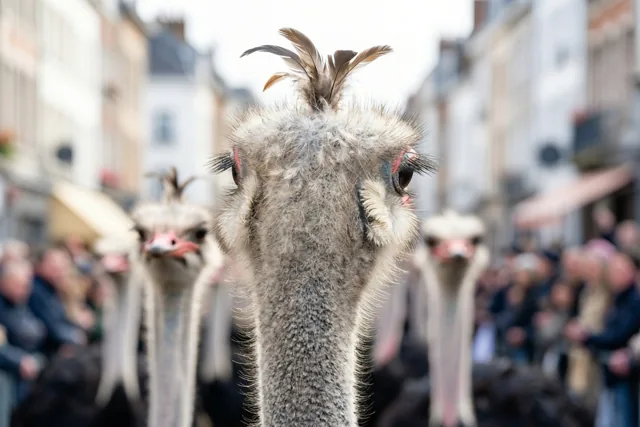 Van achteren zijn deelnemers aan een straatstoet met struisvogelveren op hun hoeden van dichtbij te zien, met onscherpe gebouwen en toeschouwers op de achtergrond.