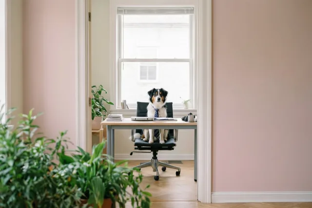Een hond met een stropdas zit rechtop op een bureaustoel achter een houten bureau in een lichte kamer met roze muren en groene planten.