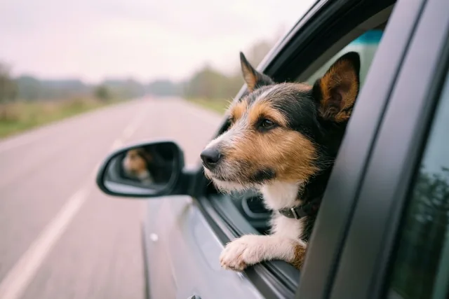 Een zwart-bruin-witte hond kijkt vooruit met zijn kop en een voorpoot uit het raam van een rijdende auto op een bewolkte dag.