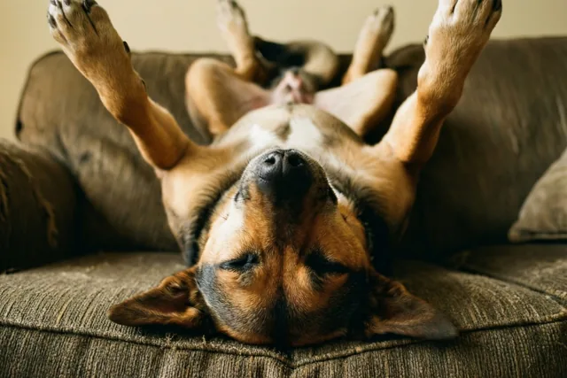 Een hond slaapt op zijn rug met zijn poten in de lucht op een bruine zetel in een warm getinte omgeving.