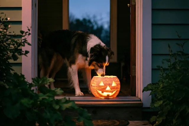 Een hond snuffelt bij valavond aan een brandende lantaarn van een uitgesneden suikerbiet op de drempel van een huis.