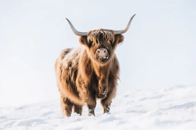 Een Schotse hooglander met lange, ruige bruine vacht en gebogen hoorns kijkt recht naar de camera vanuit een besneeuwde weide onder een bleke lucht.