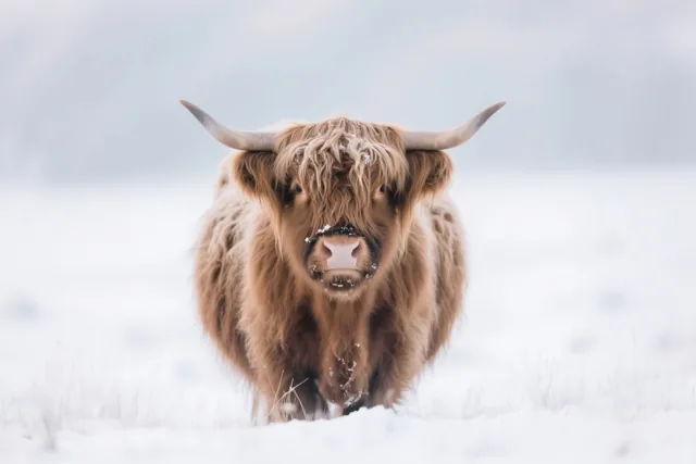 Een Schotse hooglander met sneeuw op zijn ruige bruine vacht staat in een besneeuwde weide en kijkt recht naar de camera tegen een zachte witte achtergrond.