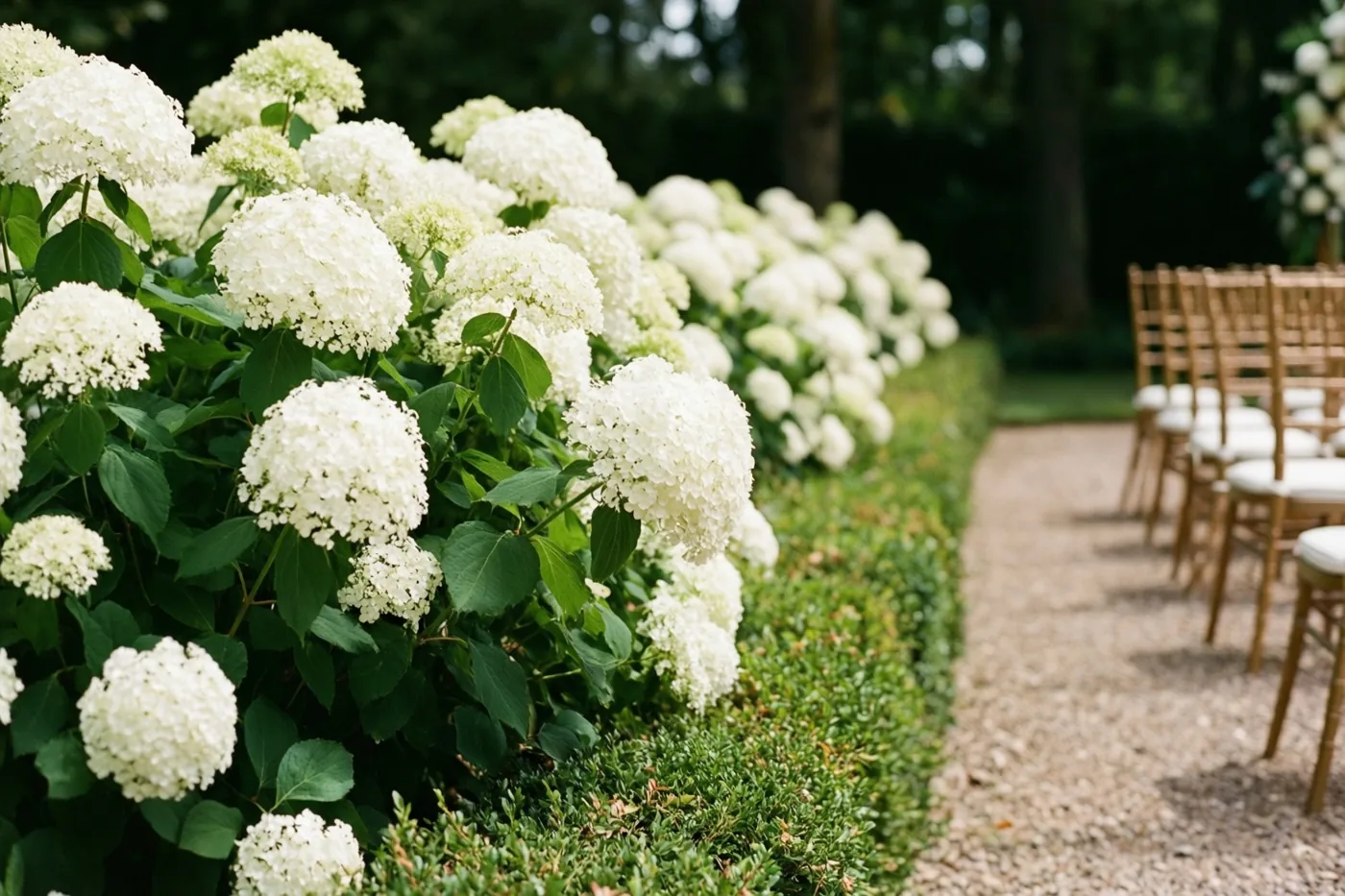 Witte hortensia’s staan langs een grindpad met houten stoelen met witte kussens voor een huwelijksceremonie, omringd door groen en bomen.