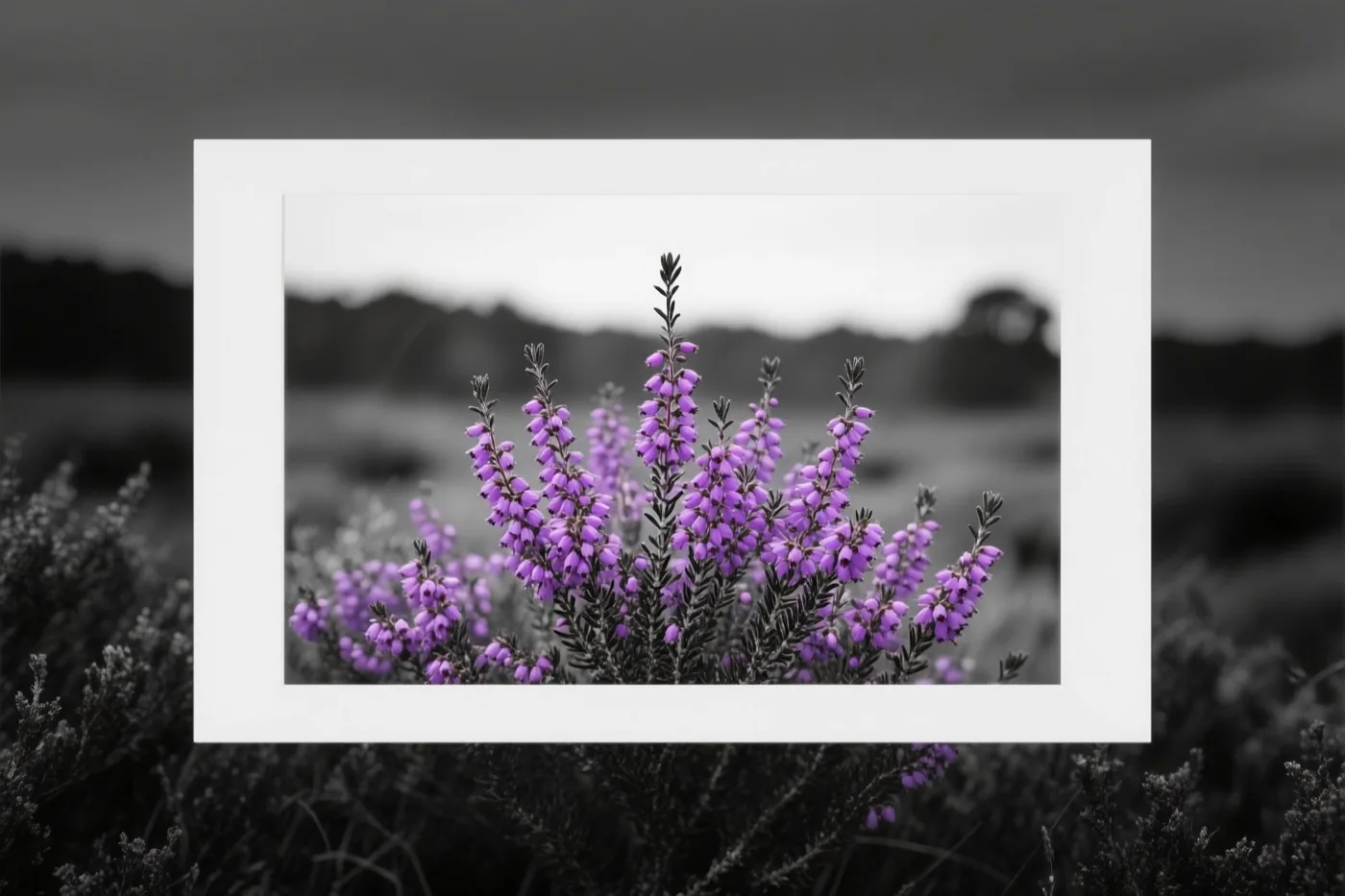 Een ingelijste foto toont bloeiende paarse heide tegen een onscherpe zwart-witte achtergrond.