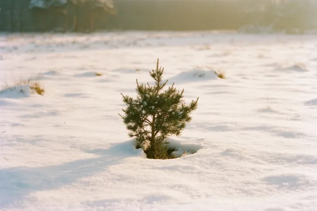 Een alleenstaande jeneverbes staat in een besneeuwd veld in warm zonlicht, met zachte witte, groene en bruine tinten.