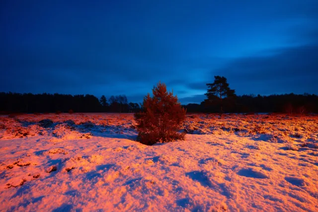 Een alleenstaande jeneverbes staat op een besneeuwde heide in warm oranje licht onder een diepblauwe schemerhemel.