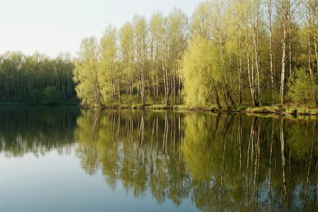 Het eerste groen aan het water