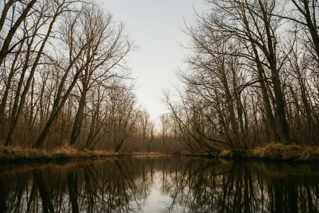 Kale winterbomen staan langs een stil meer met hun takken weerspiegeld in het kalme water, onder een lichtgrijze lucht in gedempte bruine en grijze tinten.