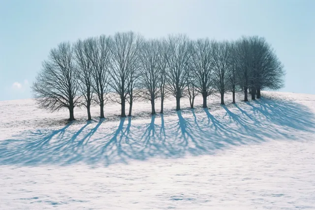 Een rij kale bomen staat op een besneeuwde helling en werpt lange, duidelijke schaduwen onder een heldere, lichtblauwe hemel.
