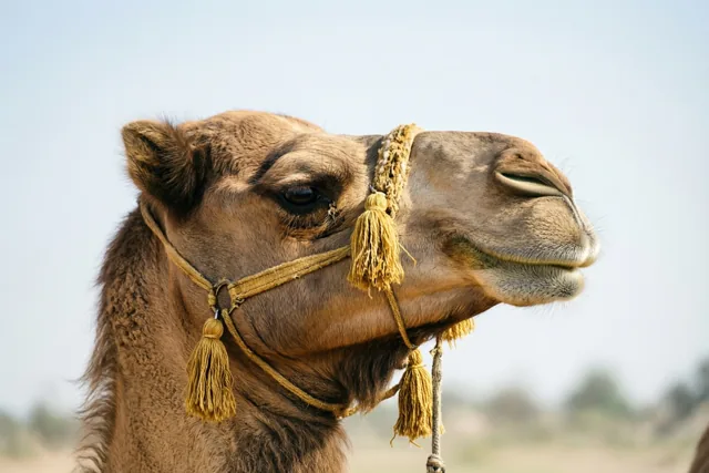De kop van een kameel met een gouden hoofdstel met kwastjes is van dichtbij in profiel te zien tegen een bleke hemel in warme aardetinten.