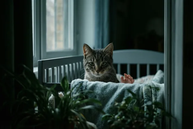 Een nieuwsgierig welkom van de kat