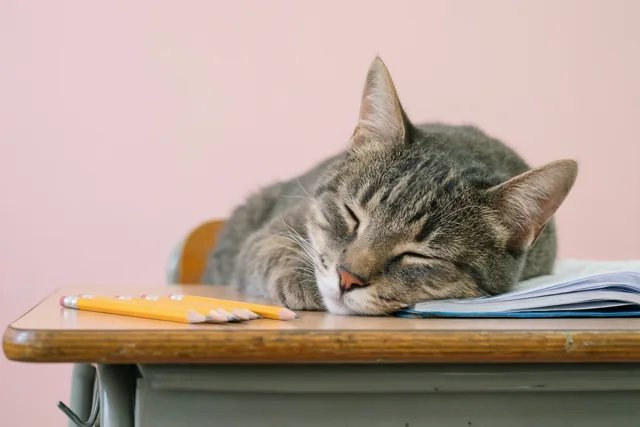 Blokken op zijn kats
