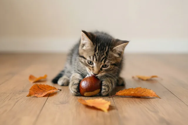 Een klein gestreept katje ligt op een houten vloer, houdt een glanzende kastanje vast en likt eraan, met enkele oranje herfstbladeren rondom.