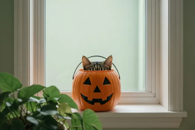 Wie verstopt zich met Halloween