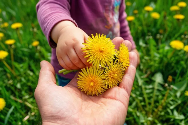 Een kleine kinderhand biedt enkele felgele paardenbloemen aan in de open handpalm van een volwassene, met een wazige groene weide op de achtergrond.