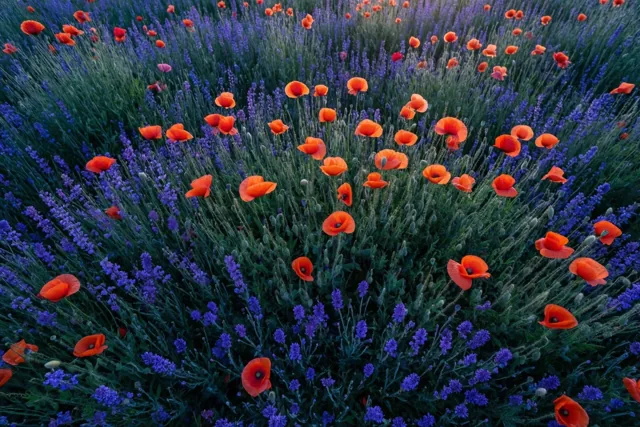 Oranje klaprozen en paarse lavendel bloeien tussen het groen in een weide.
