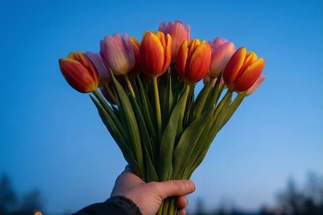 Tulpen met een avondgroet
