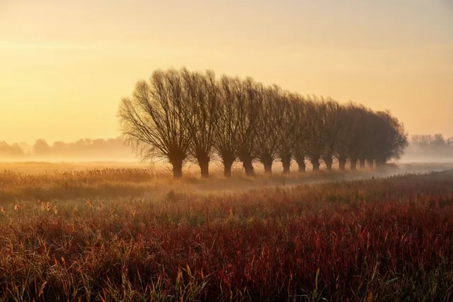 Licht achter de wilgen