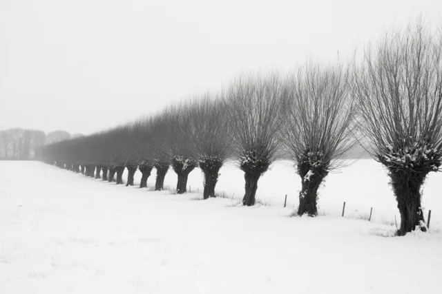 Winter in zwart en wit