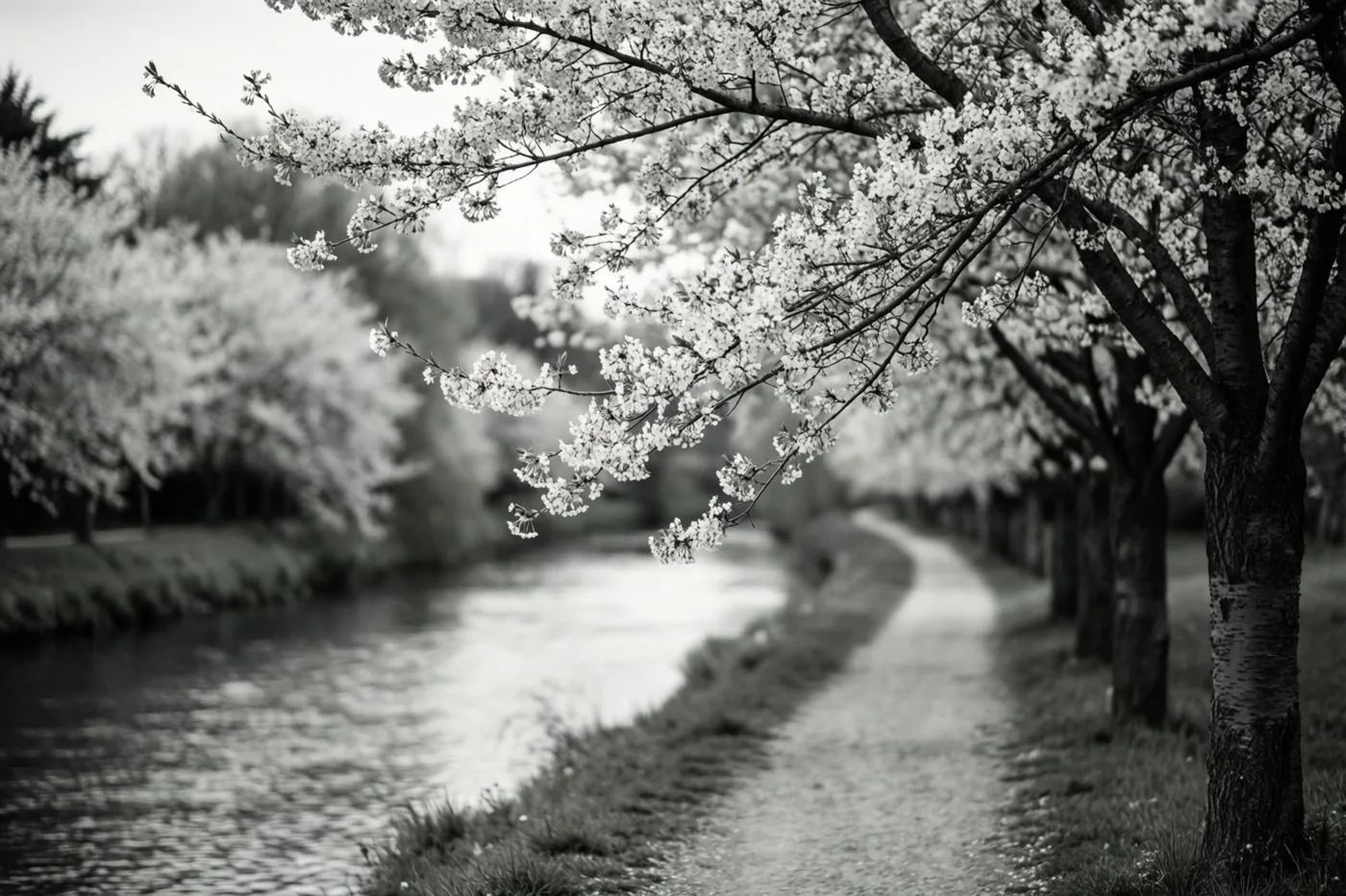 Een zwart-witfoto toont een kronkelend pad langs een rivier, met bloeiende kersenbomen die het zicht op het water omlijsten.