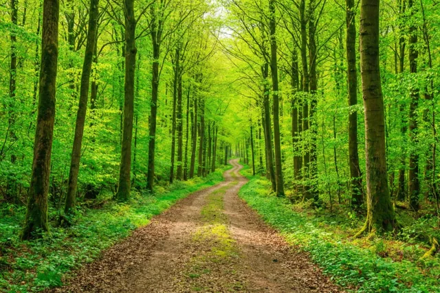 Tussen het jonge groen