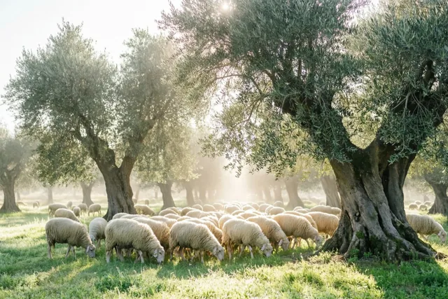 Een kudde schapen graast op groen gras onder grote oude olijfbomen, waar zacht gouden ochtendlicht door de takken valt.