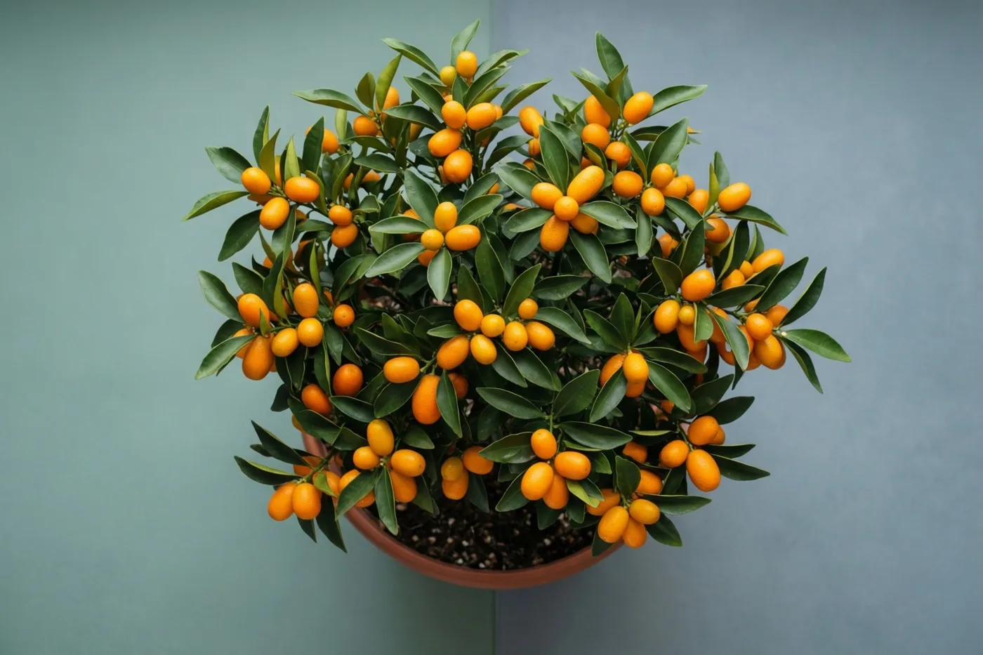 Een kumquatboompje in een pot met veel feloranje vruchten en glanzende groene bladeren staat tegen een effen gedempt blauwgroene achtergrond.